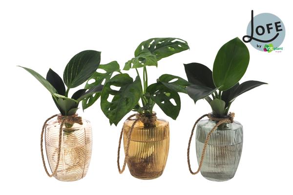 Pflanzen-Mix im Walzerglas / Plant-Mix in a waltz glass