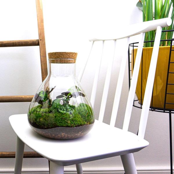 Terrariumglas mit Kork + Kit / Terrarium Glass with cork