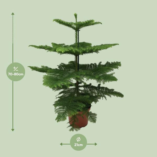 Araucaria Heterophylla
