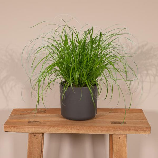 Cyperus Alternifolius