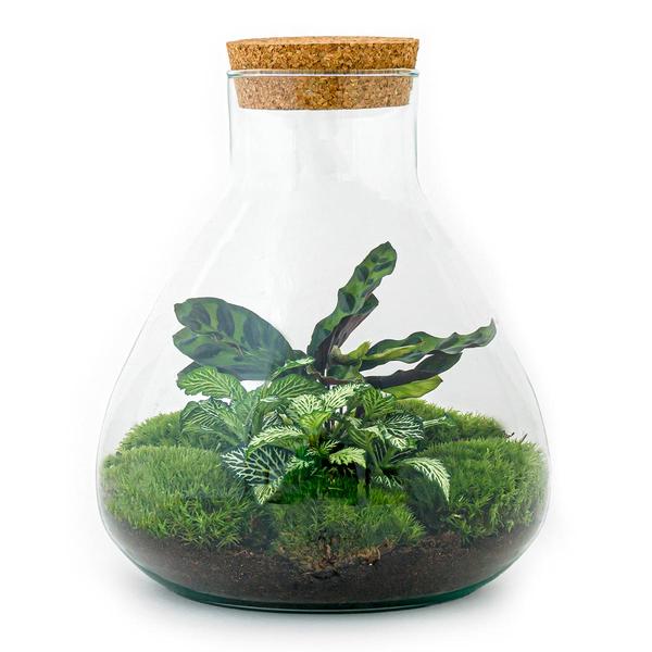 Terrariumglas mit Kork + Kit / Terrarium Glass with cork