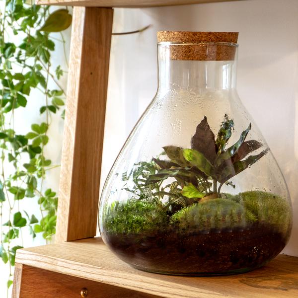 Terrariumglas mit Kork + Kit / Terrarium Glass with cork