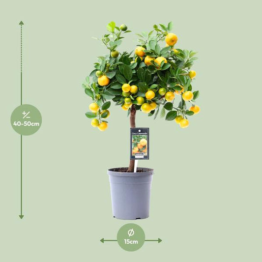 Citrus Calamondin