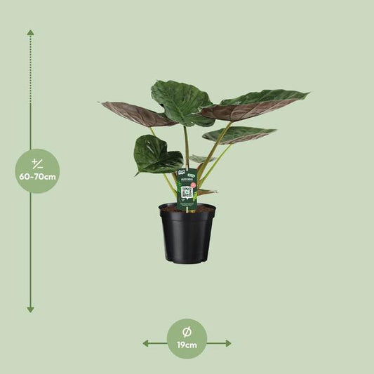 Alocasia Wentii