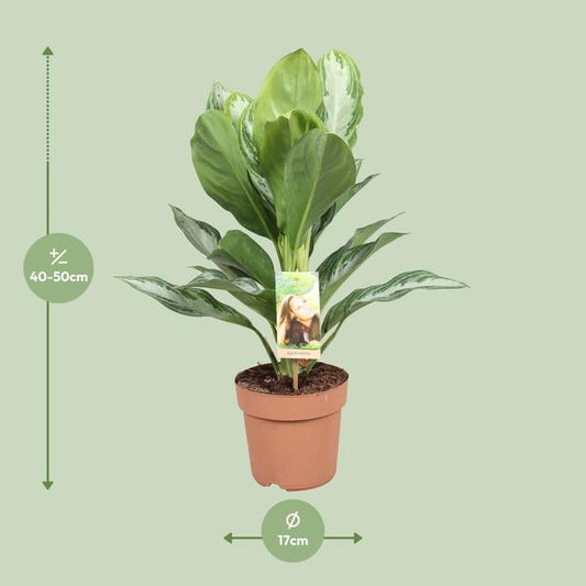 Aglaonema Silver Bay