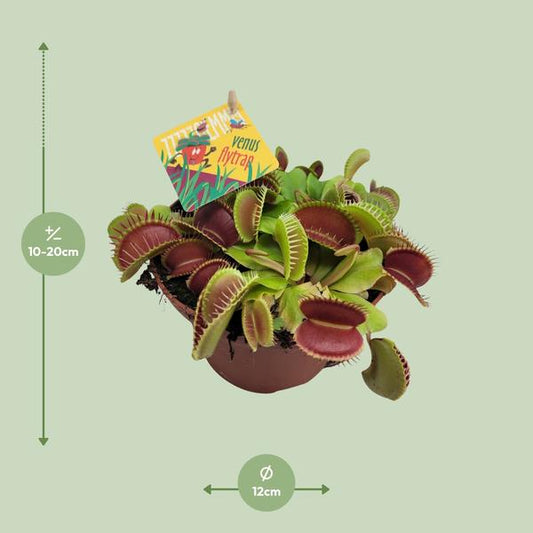 Dionaea Muscipula