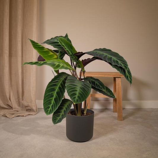 Calathea Warscewiczii