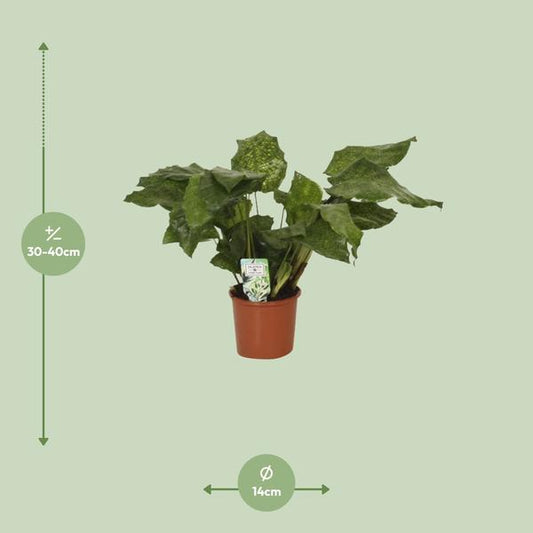 Calathea Network