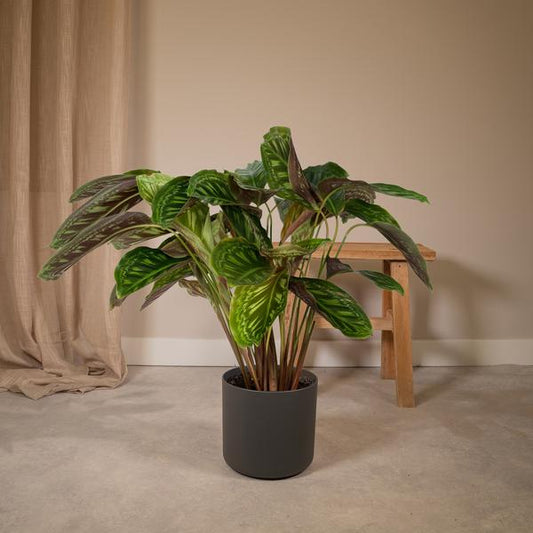 Calathea Flamestar